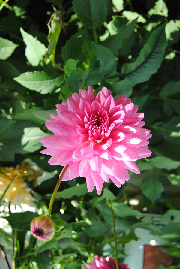 DSC_0013.JPG