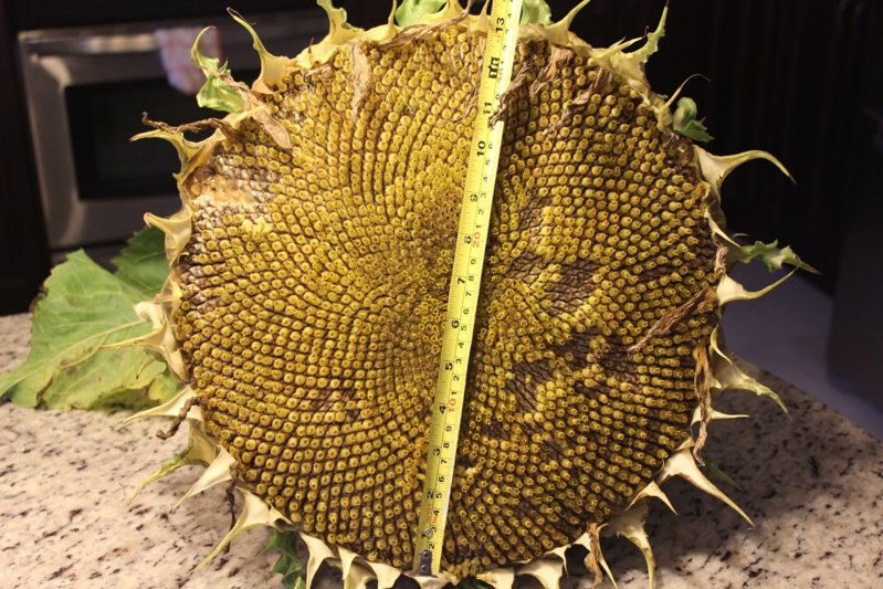 sunflower-50%.jpg