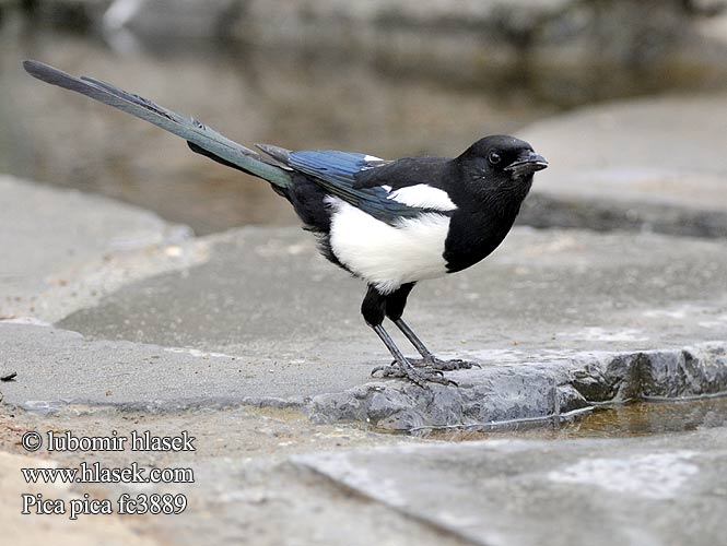 bird.jpg