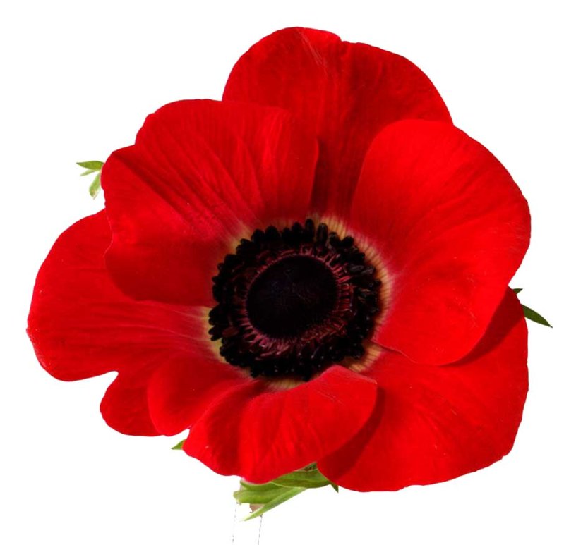20131111Red Poppy Flower Photos.jpg