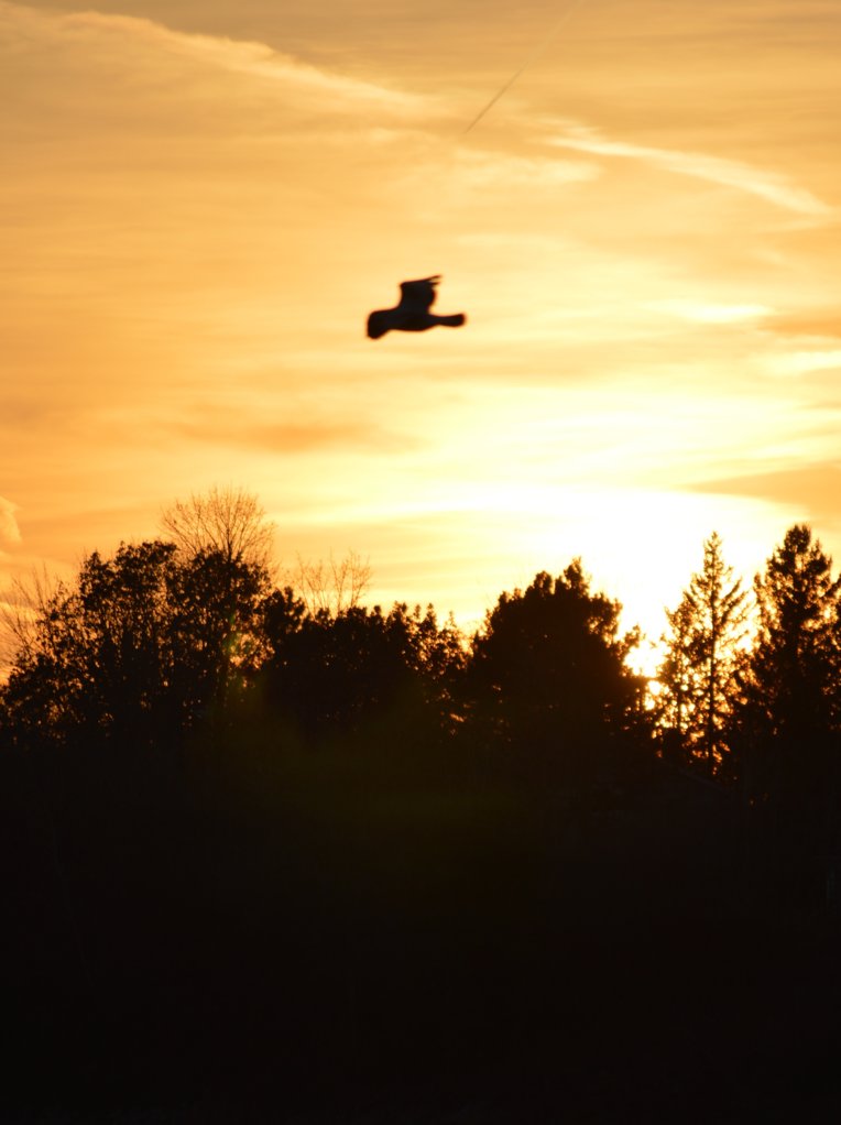 DSC_3798.JPG