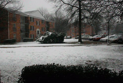 snow.gif