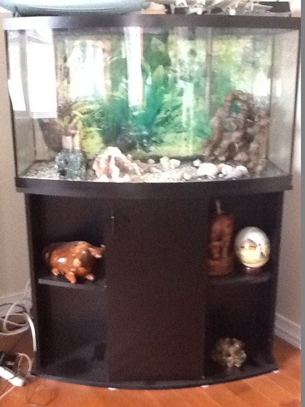 fish tank.jpg