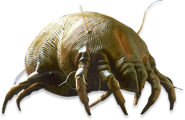 dustmites-pic.png