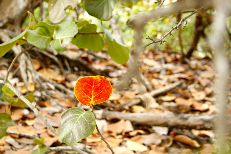 _MG_0403.JPG