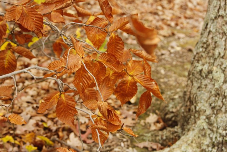 _MG_8016.JPG