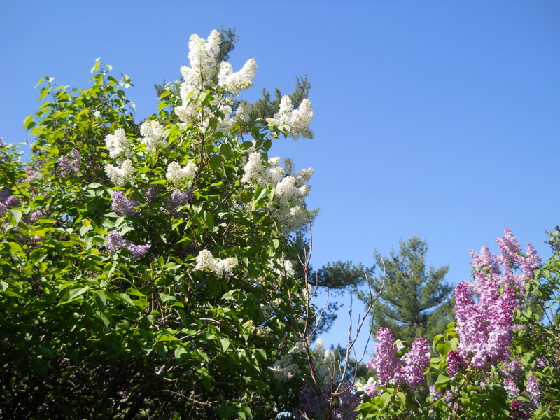 May 026.JPG