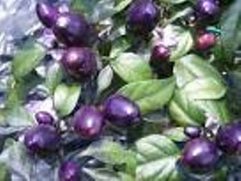 Purple peper.jpg