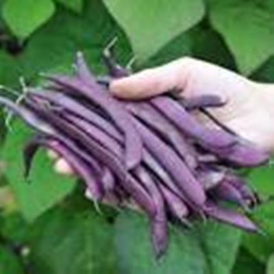 Purple beans1.jpg