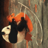 100052.jpg.gif