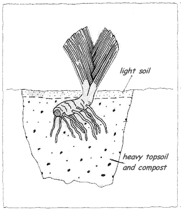 plantingdigram.gif