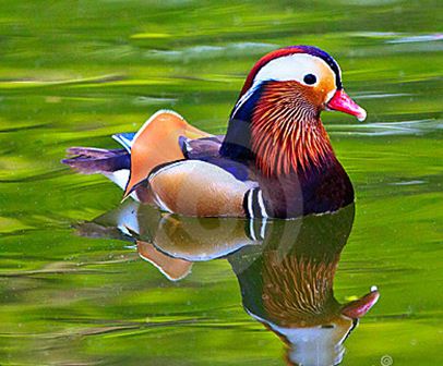 colorful_duck_3499x2332.jpg