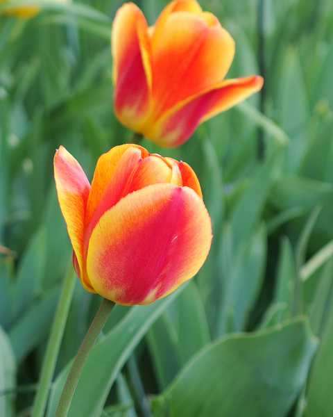 IMGP0273.jpg