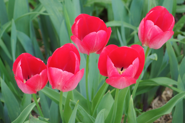 IMGP0275.jpg