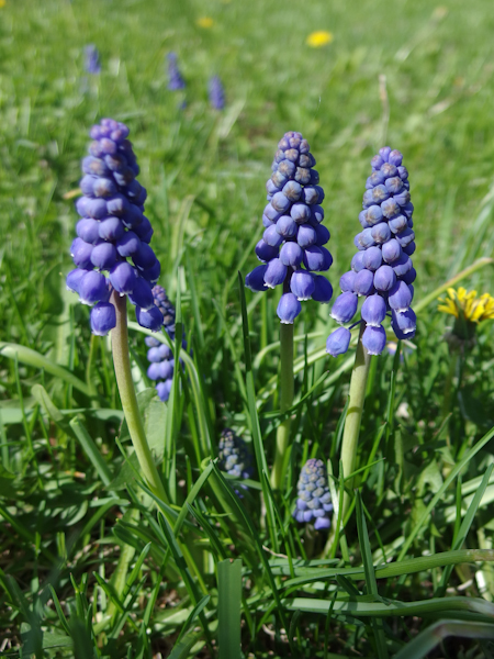 IMGP0284.jpg
