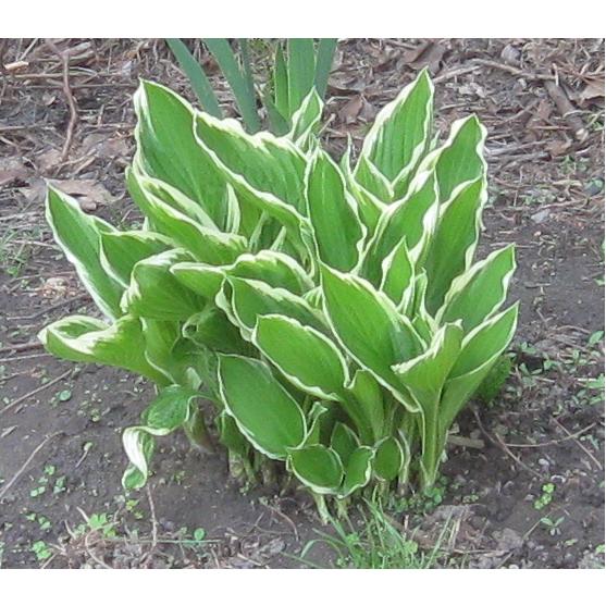 HOSTA for Sale01.JPG
