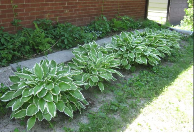 HOSTA for Sale03.JPG