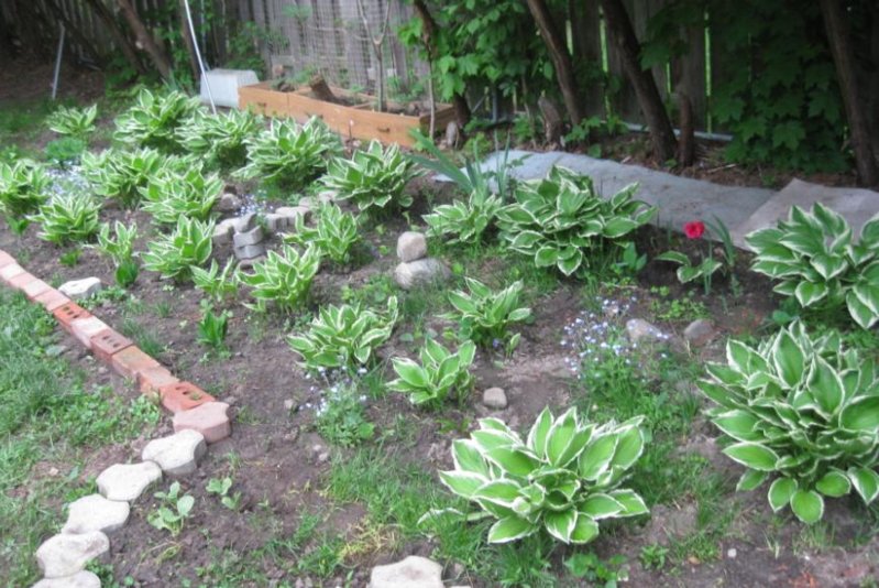 HOSTA for Sale02.JPG