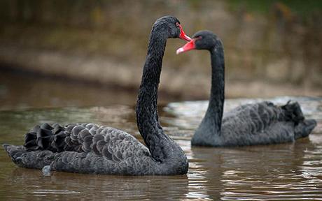 black_swans_1238742c.jpg