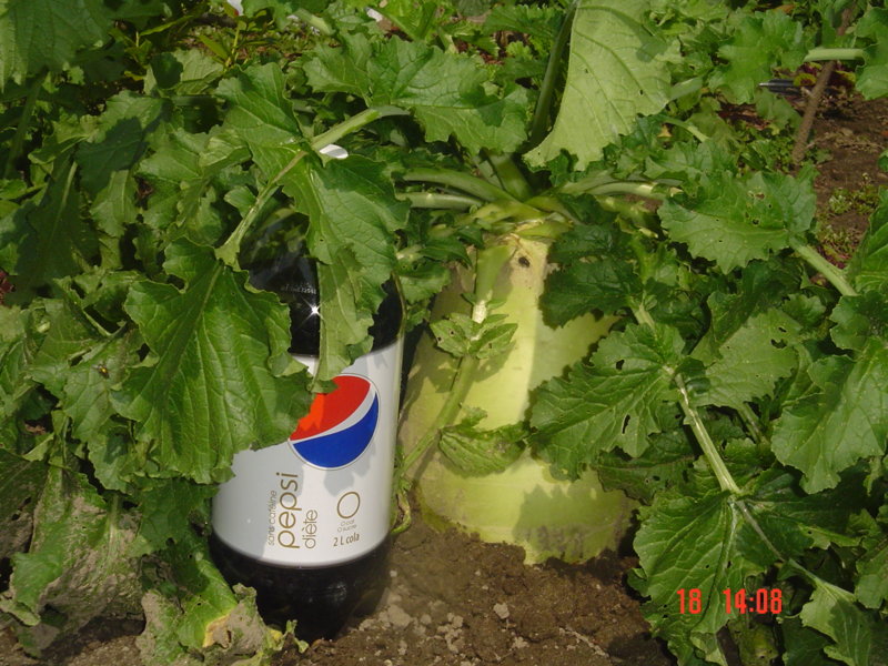 DSC05513.JPG