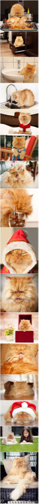 ImageUploadedByCFC Ottawa1412862820.818043.jpg