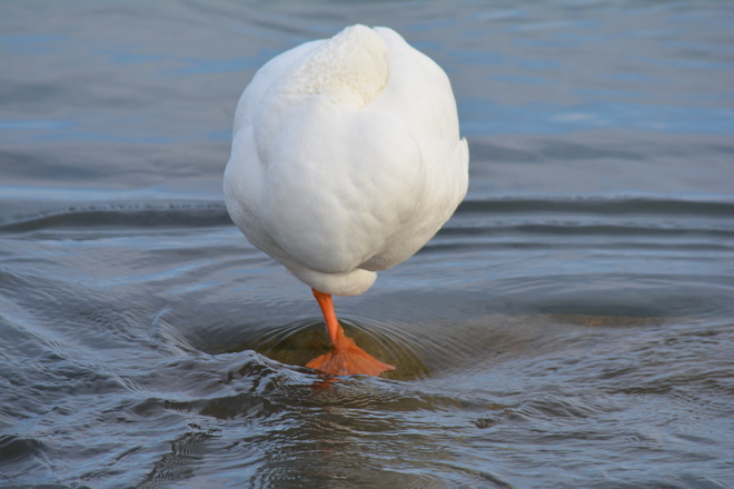 DUCK2.jpg