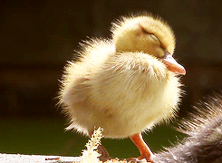 psb.gif