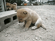 psb-4.gif