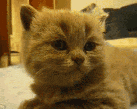 psb-6.gif