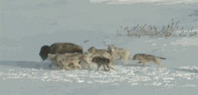 0-3.gif