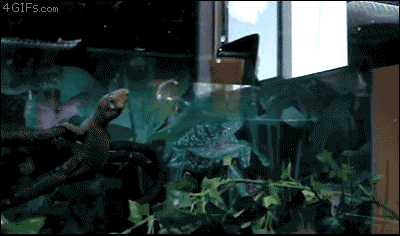 tumblr_mi3uhbWjgf1r7w8cbo1_400.gif
