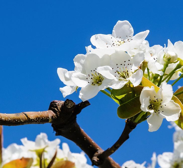 Pear Flower_1.JPG