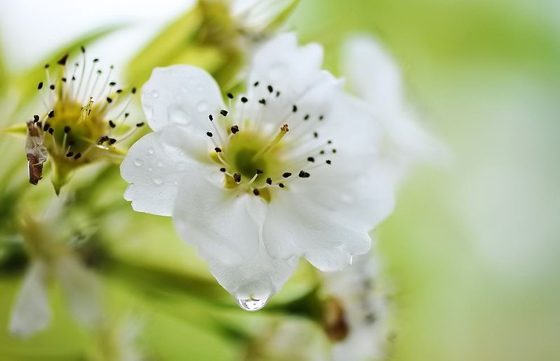 Pear Flower_2.JPG