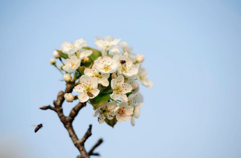 Pear Flower_3.JPG