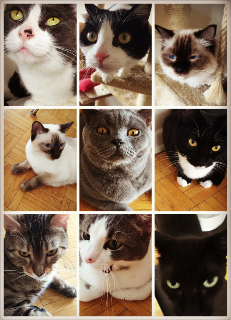 ImageUploadedByCFC Ottawa1438728837.842501.jpg