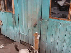 output_fcpiv1.gif