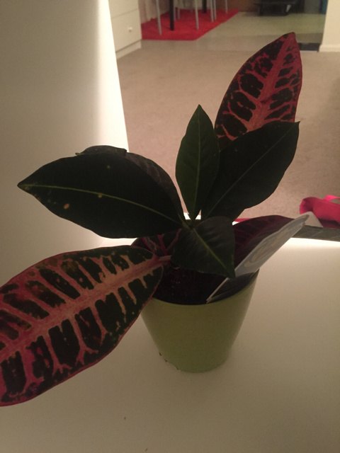 ImageUploadedByCFC Ottawa1442802714.493915.jpg