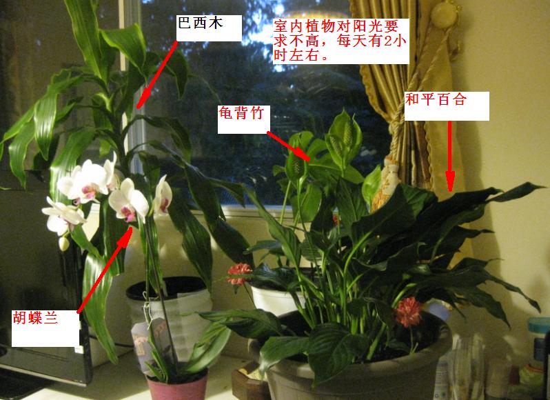 室内植物.JPG