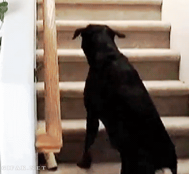 dog fear cat.gif