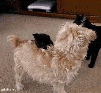 tumblr_ny0notnV6f1ukldkho1_400.gif