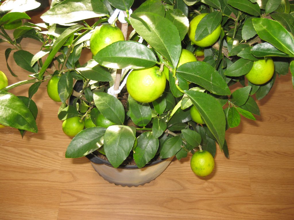 IMG_3888.JPG