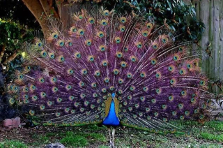 ImageUploadedByCFC 21453688687.467759.jpg