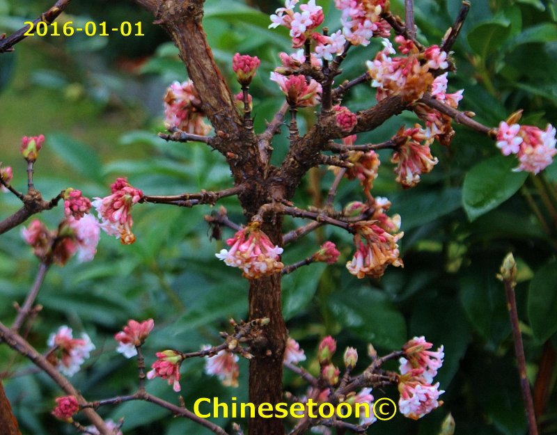 VIBURNUM x bodnantense 'Dawn'01.jpg