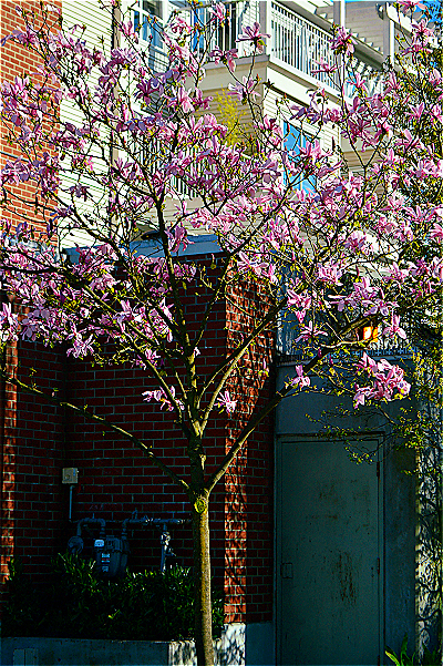 DSC_1446.JPG
