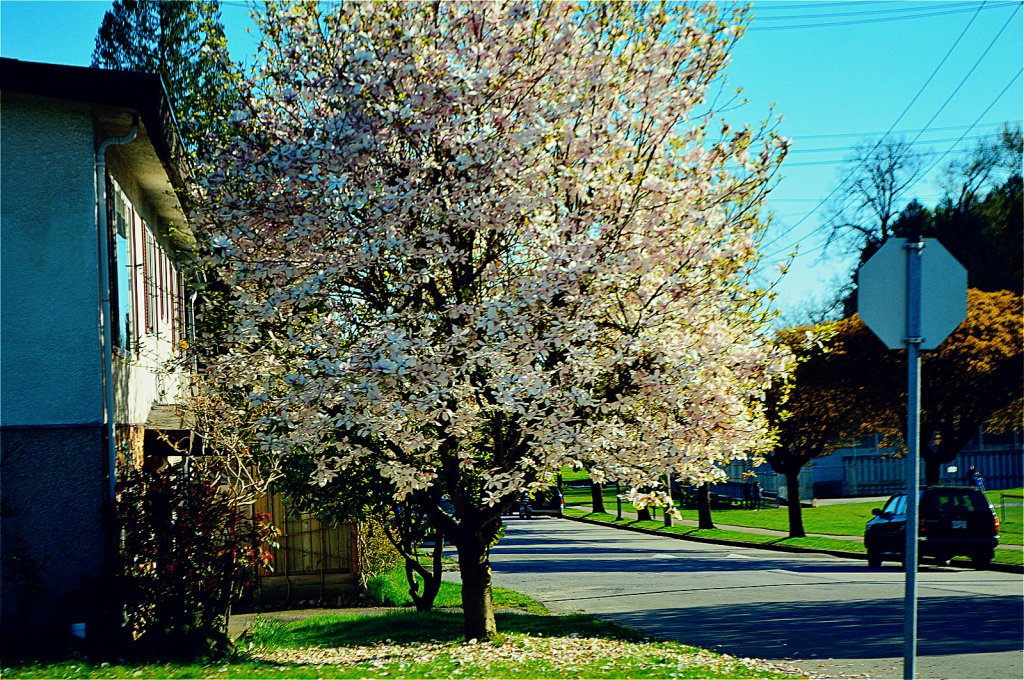DSC_1449.JPG
