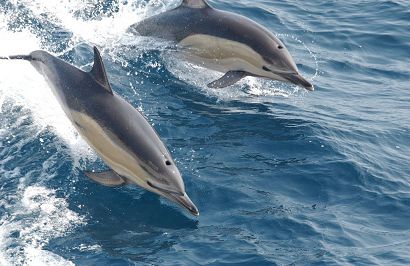 common-dolphins-914548_1280.jpg