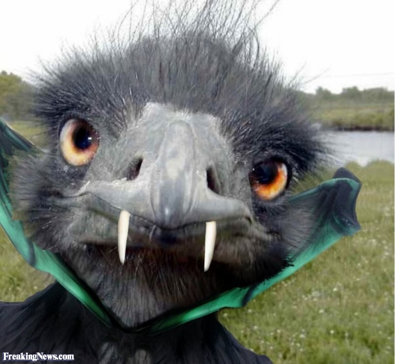 Emu-Dressed-as-Dracula--23996.jpg