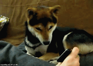 shiba-inu-confused.gif
