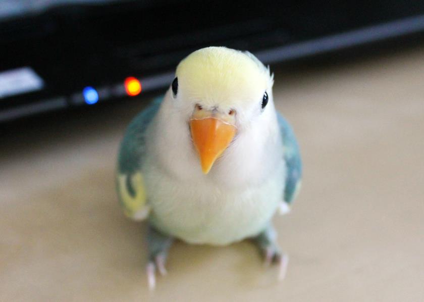 A1.JPG