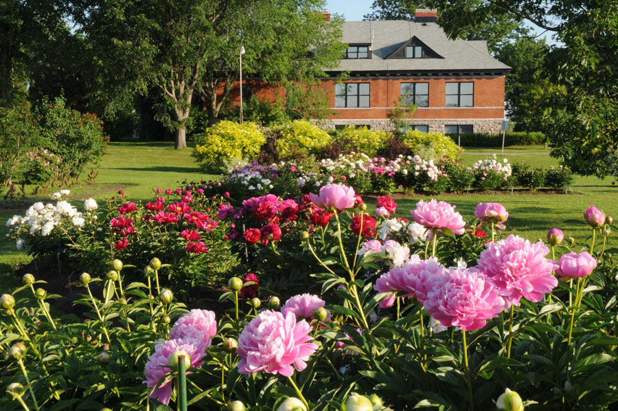 peonies-at-CEF.jpg